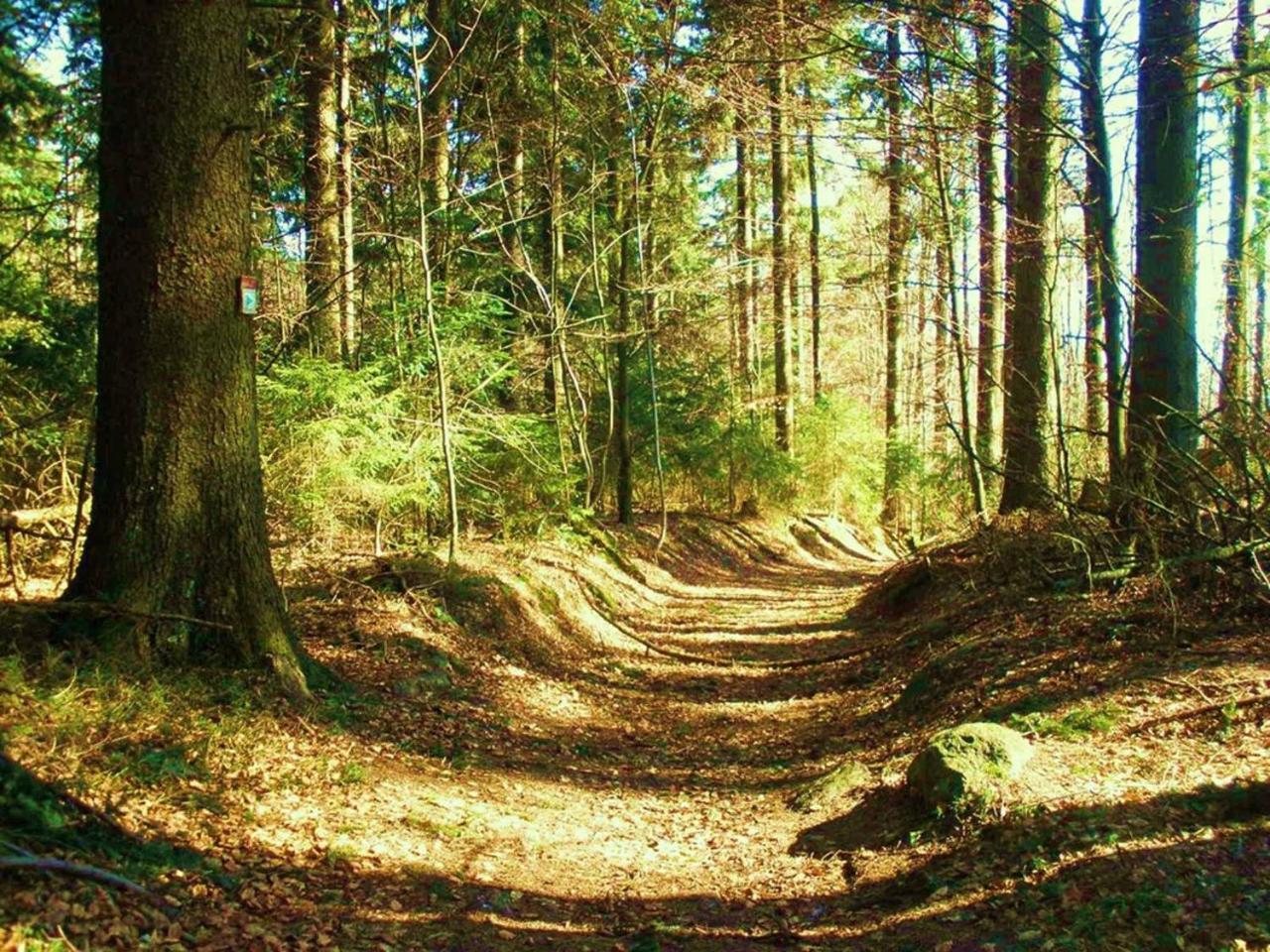Ferienwohnungen Waldblick Waldmünchen Esterno foto